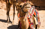 骆驼：沙漠之舟的生存专家