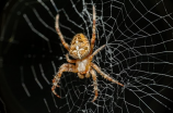 蜘蛛有多少种类(全球现存蜘蛛有多少种类？)