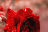 DIY教程：制作浪漫唯美的纸玫瑰