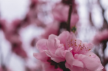 南京梅花节——爱在山谷深处的花海仙境