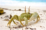 螃蟹开水煮几分钟? 网红推荐20秒心得，否则你可能吃了毒螃蟹