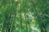 一次探寻中国古老竹文化的旅行：郑板桥竹子