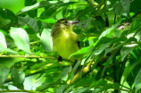 庭院里的金丝雀：一种美丽的鸟类