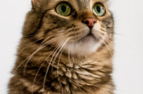 神秘优雅的玳瑁猫