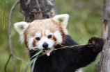 熊猫狗(熊猫狗：未来宠物界的革命性新物种？)