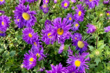 了解紫茉莉科植物的特点与分布