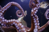 搞笑视频：章鱼和鱿鱼在海底的一样平常生涯