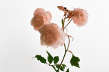 《玫瑰予我》：一场唯美的爱情童话