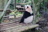 熊猫盼盼重返四川山区