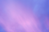 紫斑风铃草(紫斑风铃草：肆意绽放的高山之宝)