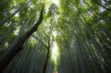 池内博之：日本著名摄影师与自然的对话
