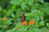 蛇头蝶：一见倾心的美丽蝴蝶