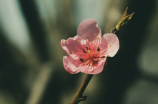春日桃花，万紫千红，桃花的描写优美句子