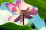 马蹄莲属-中华特有的珍稀花卉