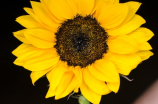 太阳花的花语是什么(春天里，我们不得不知道的太阳花的花语是什么？)