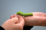 食骨蠕虫：是危言耸听的恶心征象仍是值得实验的美食文化？